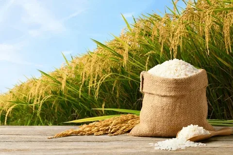 تصویر 3 از قیمت برنج عنبر بو محسنی با کیفیت ارزان + خرید عمده
